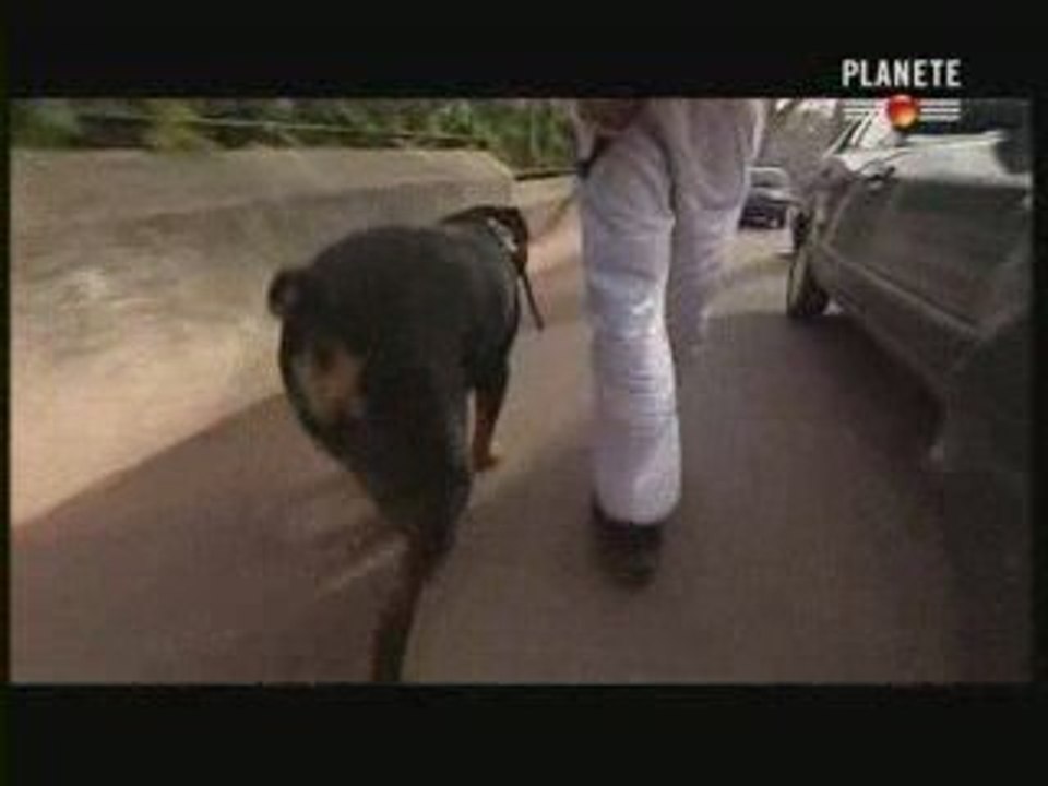 chiens : 60 millions d ennemis 2.2