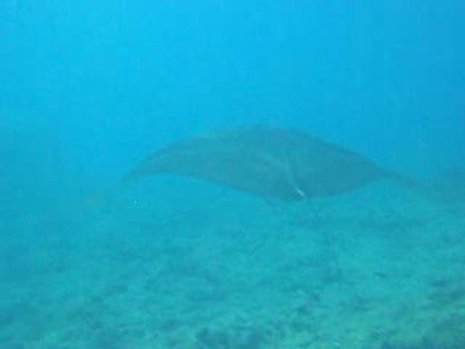 raie manta