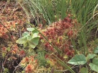 Carbone 42 - La tourbière de Gimel