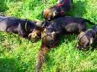 Chiot teckel vom Teufelslied             peau de sanglier