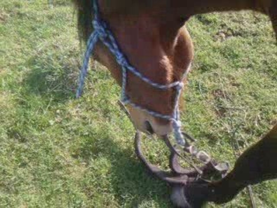 suspence operation assasinage du licol