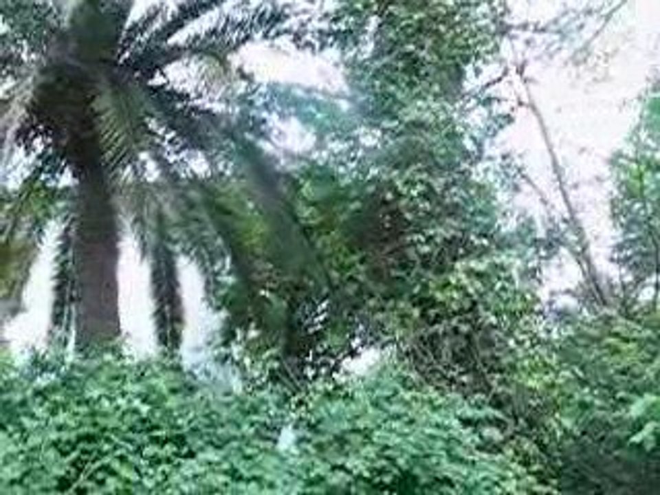 El Cerezo, en la Venta las Tres Piedras