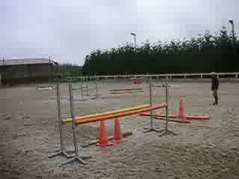 Romarin du Ruisseau - poney français de selle - 4 ans