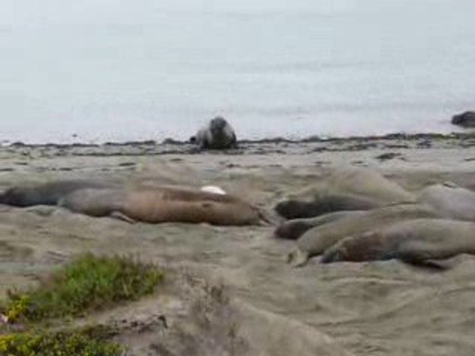 ELEPHANTS DE MER A MONTEREY ROUTE 01 CALIFORNIE