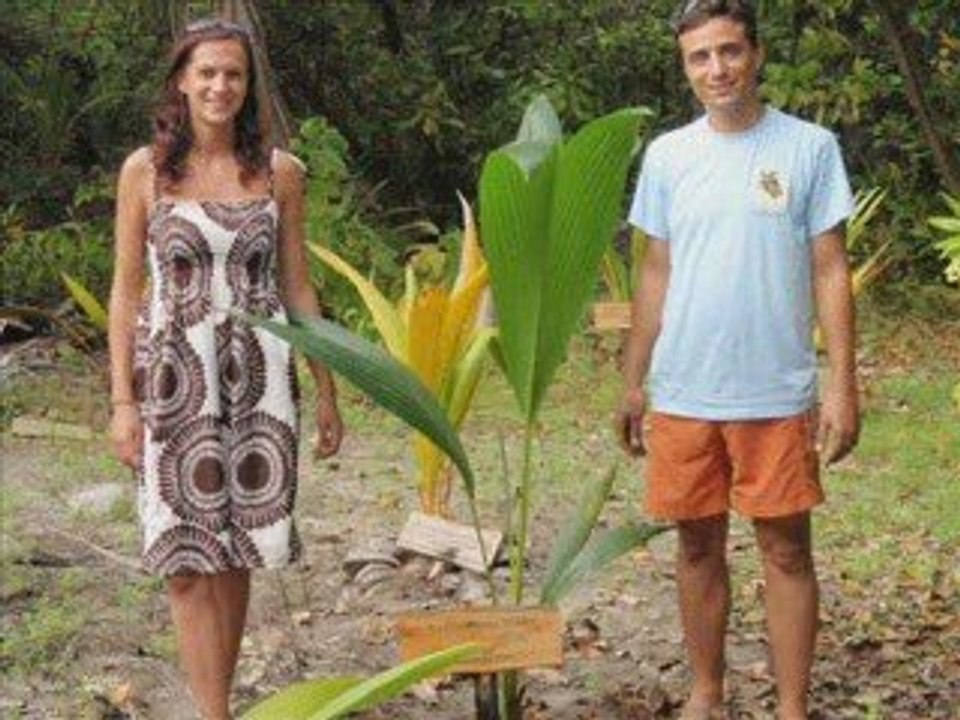 Merci coco-palm