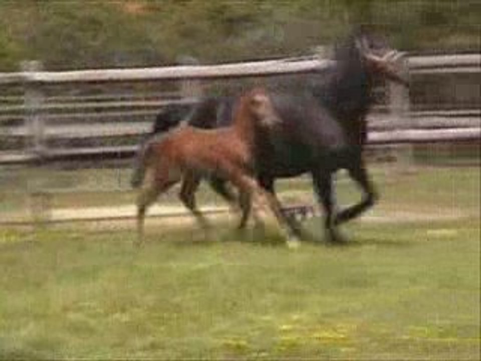 Poulain AQPS de 1 mois par Satri -PS-