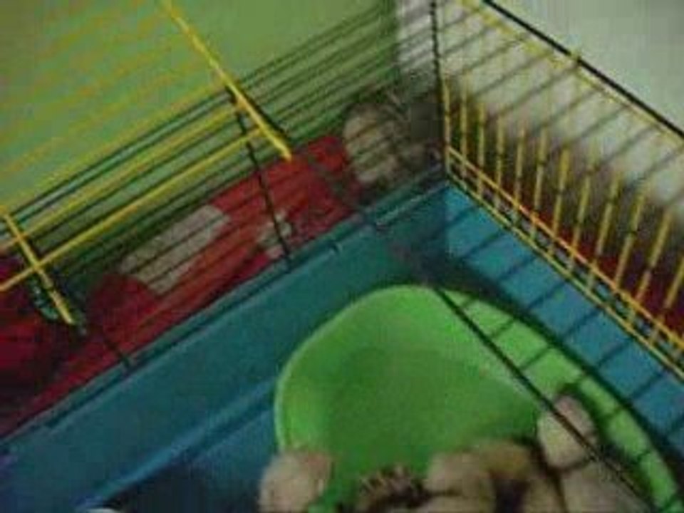 Les Petits Furets au déjeuner