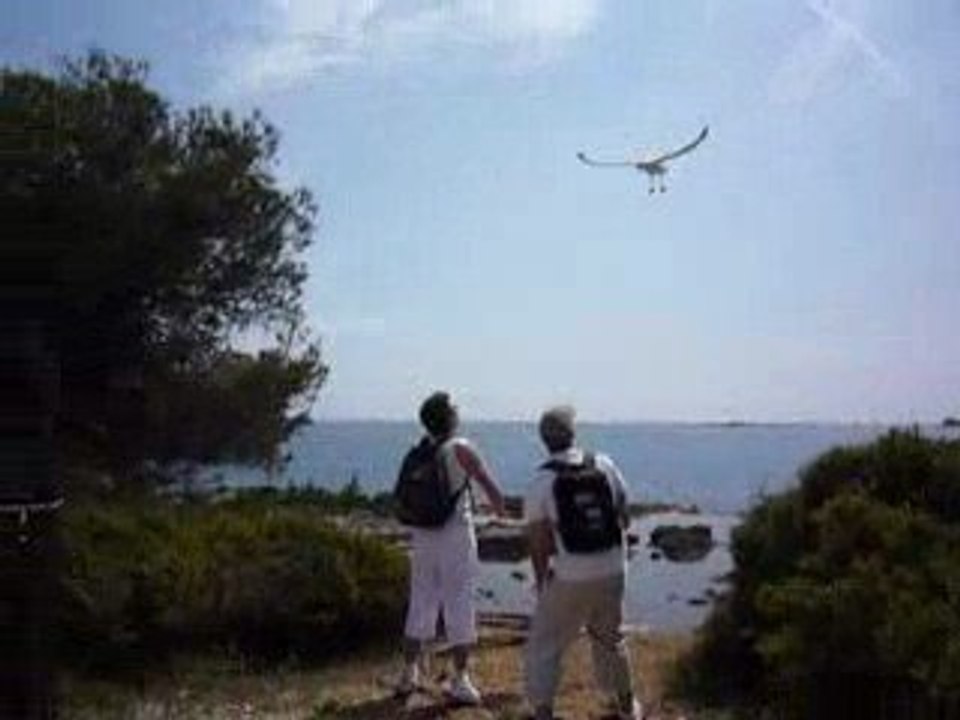 Mouette attack