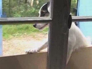 Bambou essaie de rentrer