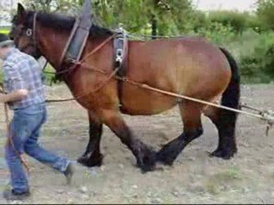 Labour avec cheval- AMAP des Varennes