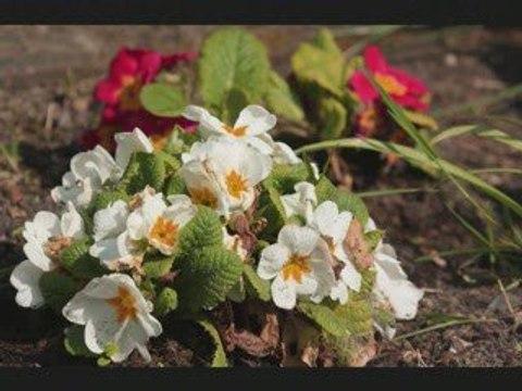 mes photos de Fleurs