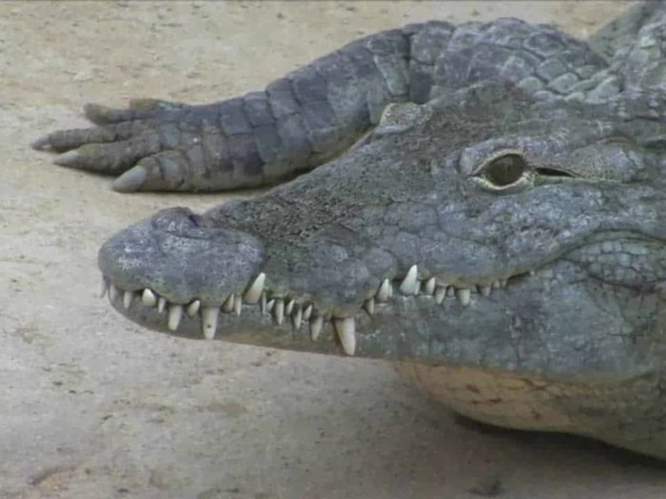 La ferme aux crocodiles