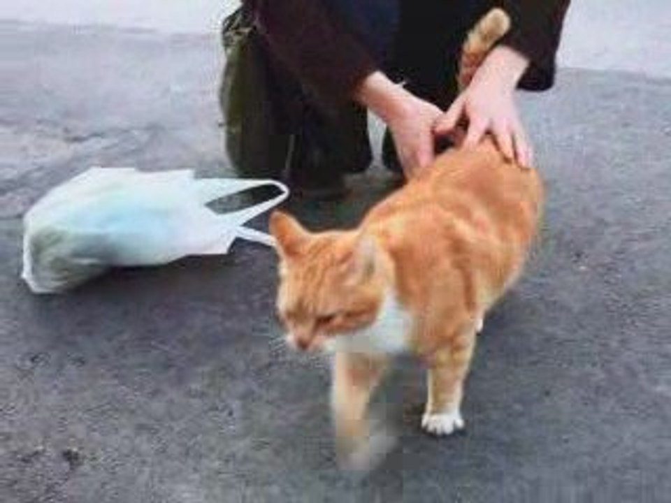 chat boulonais