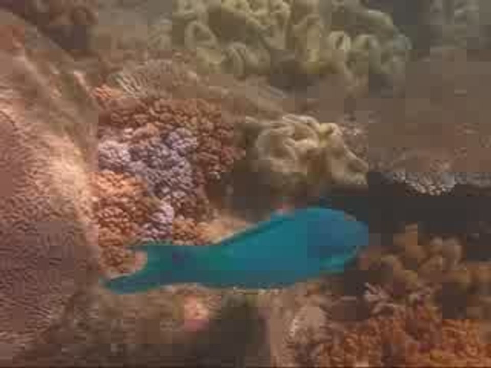 58 Cairns - a la poursuite du poisson bleu...