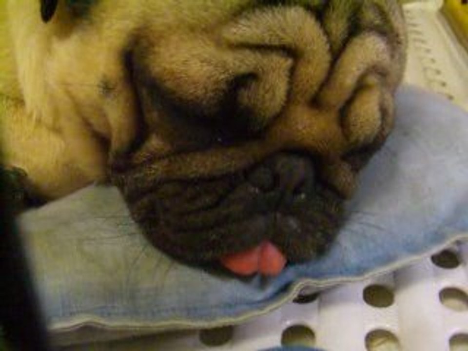 眠そうなパグ；Pug dog that seems to be sleepy