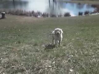 Diablo qui rapporte les batons dans l'herbe