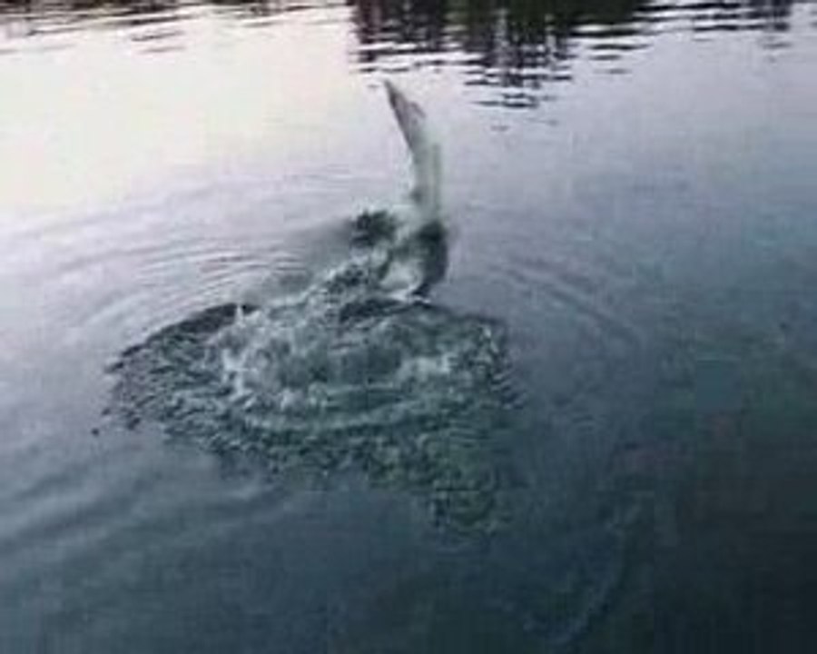 ouverture brochet 2009