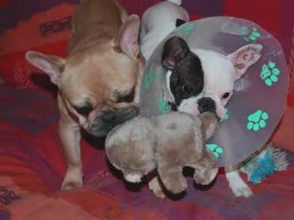 Mes Bouledogues français