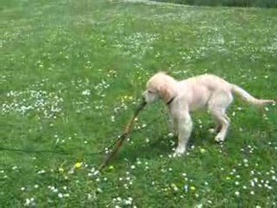 Un chiot golden retriever de 5 mois avec un baton