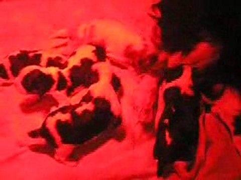 Bébés de Cissy nés le 1er MAI 2009