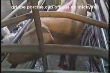 Grippe porcine clip officiel