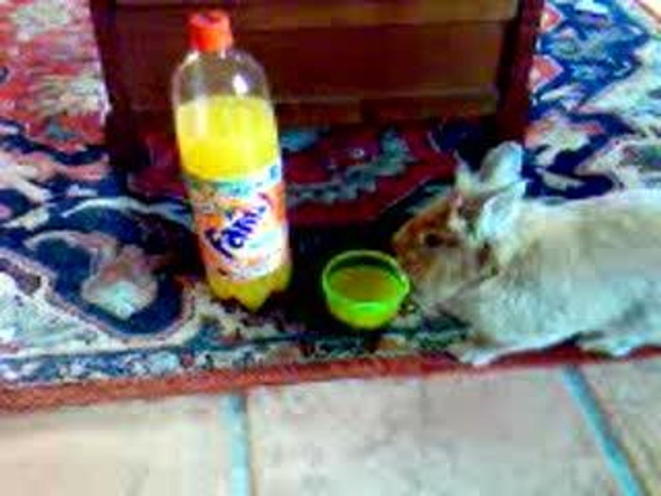 fanta
