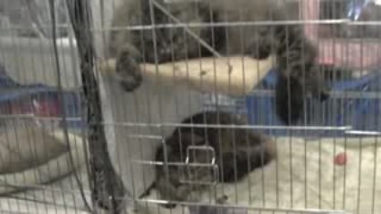 Le premier jour d'expo à Ludwigshafen