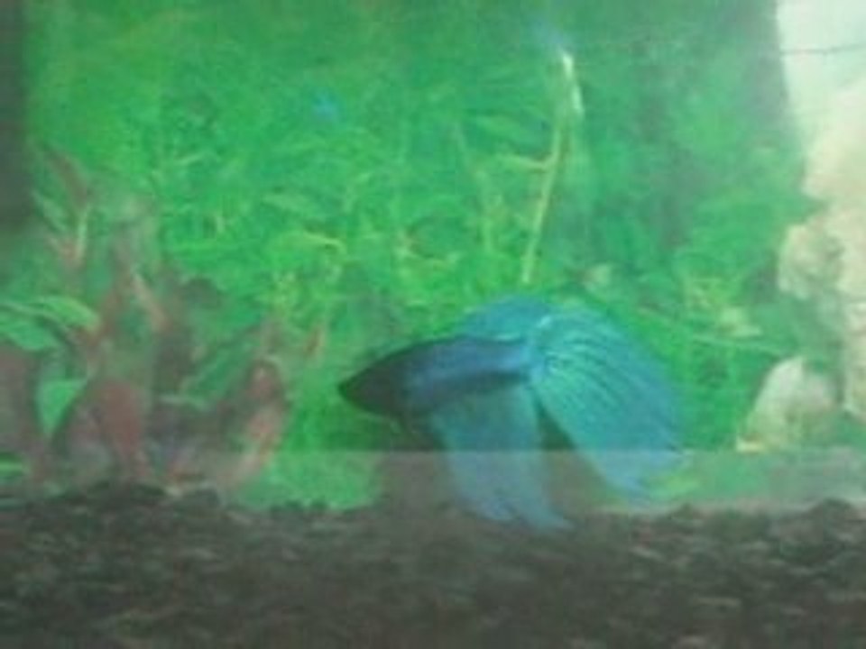 Betta Splendens