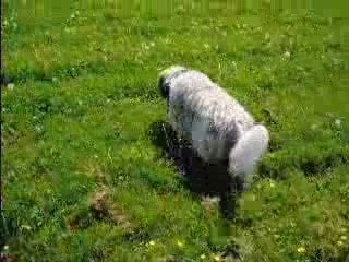 Chipie en balade au fort