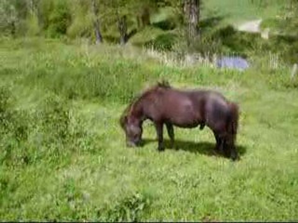 Au pré
