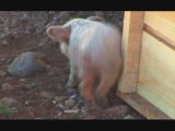 Gripe Porcina - (Video Científico)
