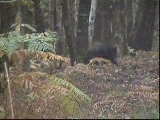 Sangliers de la sarthe