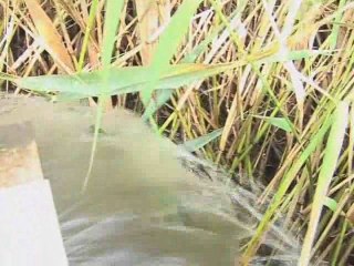 Carbone 42 -Une station d'epuration avec des roseaux