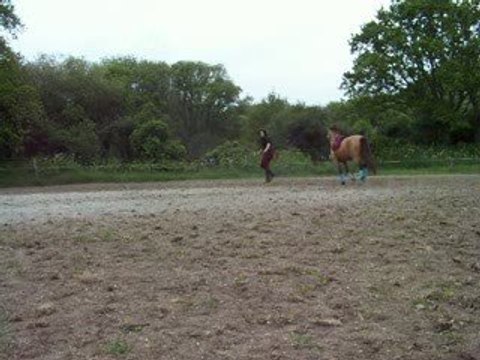 Changement de pied au galop