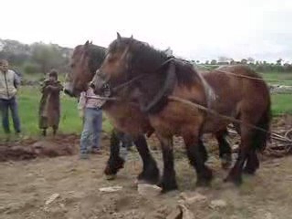 8 mai T.A Vosges (2)