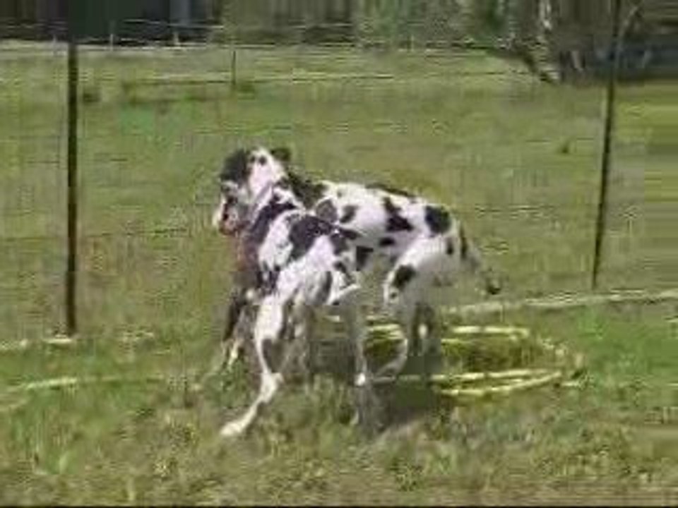 dogues allemands et leur ballon