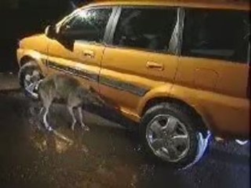 Honda - Dog