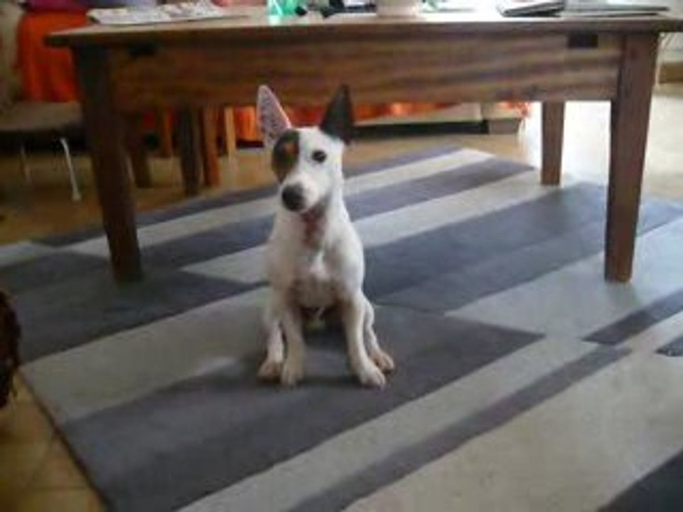 chien qui applaudit, qui supplie, qui prie