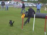 Delphine Jumping Agility Montrond 10/05/2009