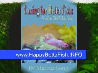 Betta Fish Care