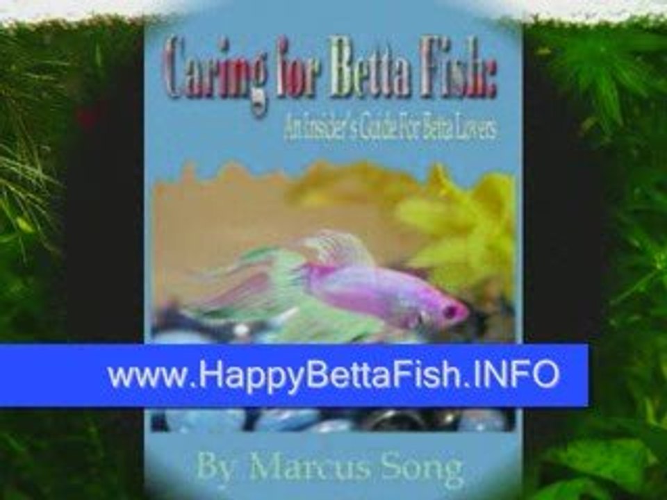 Betta Fish Care
