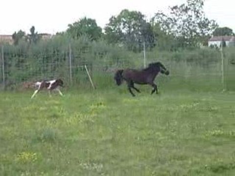 Premiers galops de Vrillette