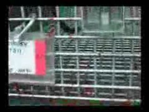 Terrified Primates At Covance Drug Testing Lab