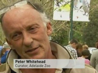 Great Ape disarms electric fence in escape bid