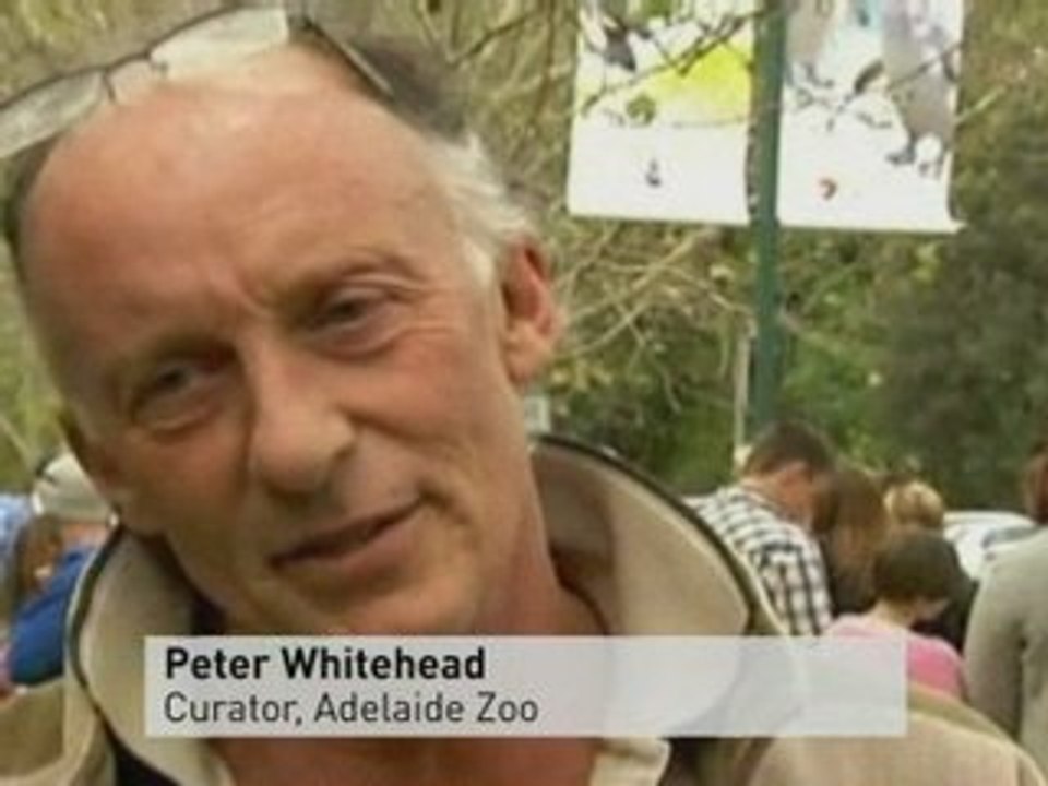 Great Ape disarms electric fence in escape bid