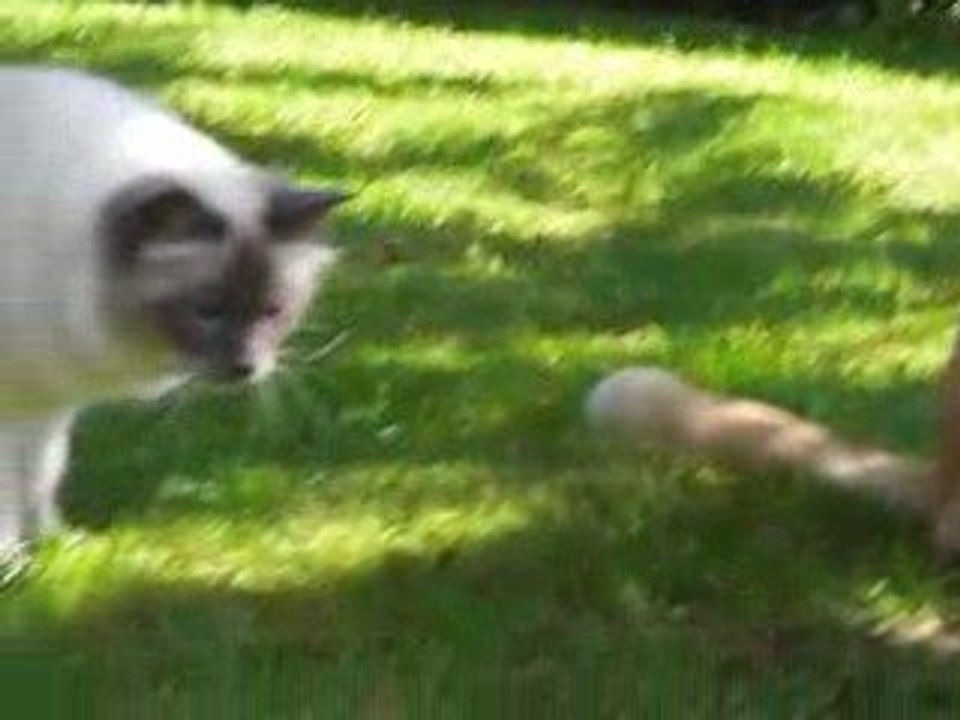 Les minettes dans le jardin 7- 05 2009 017