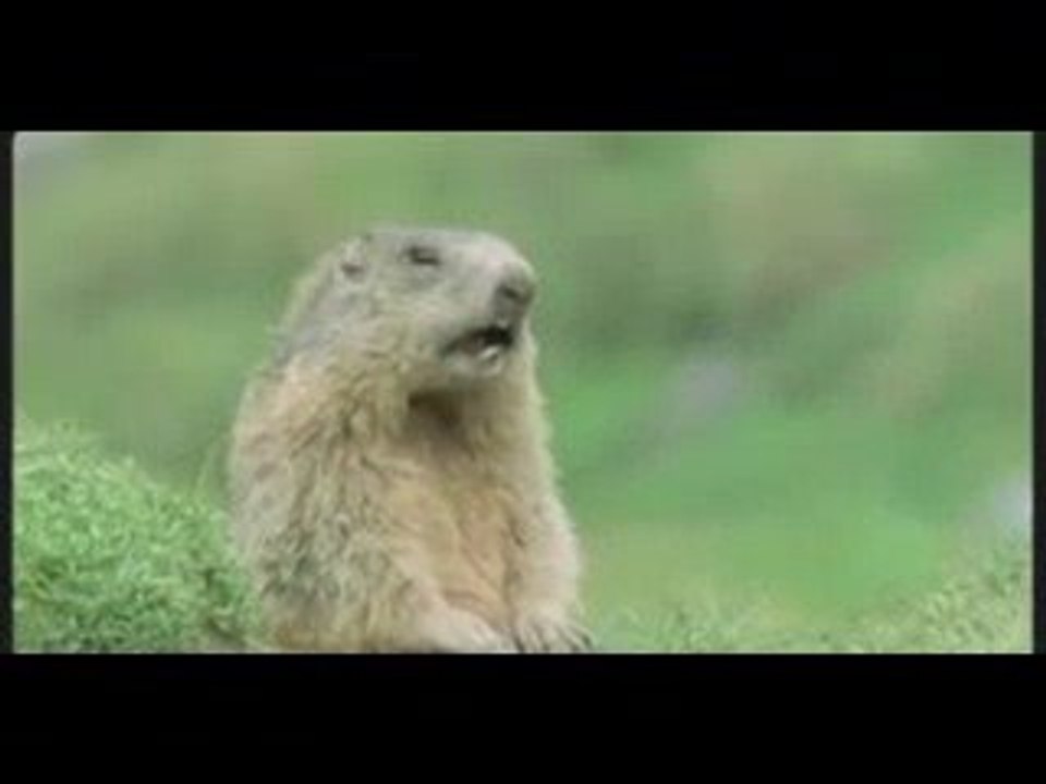 Allen, Allen... Allen!