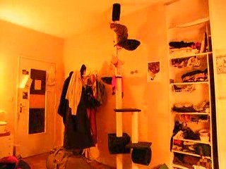 les chats retombent toujours sur leurs pattes