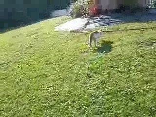 Un chat qui n'a peur de rien