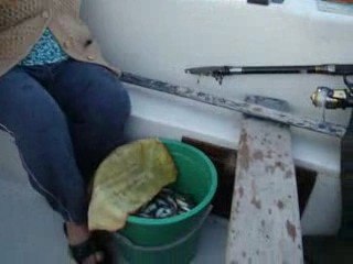 silivri,mavi,yelkende,balık,avı